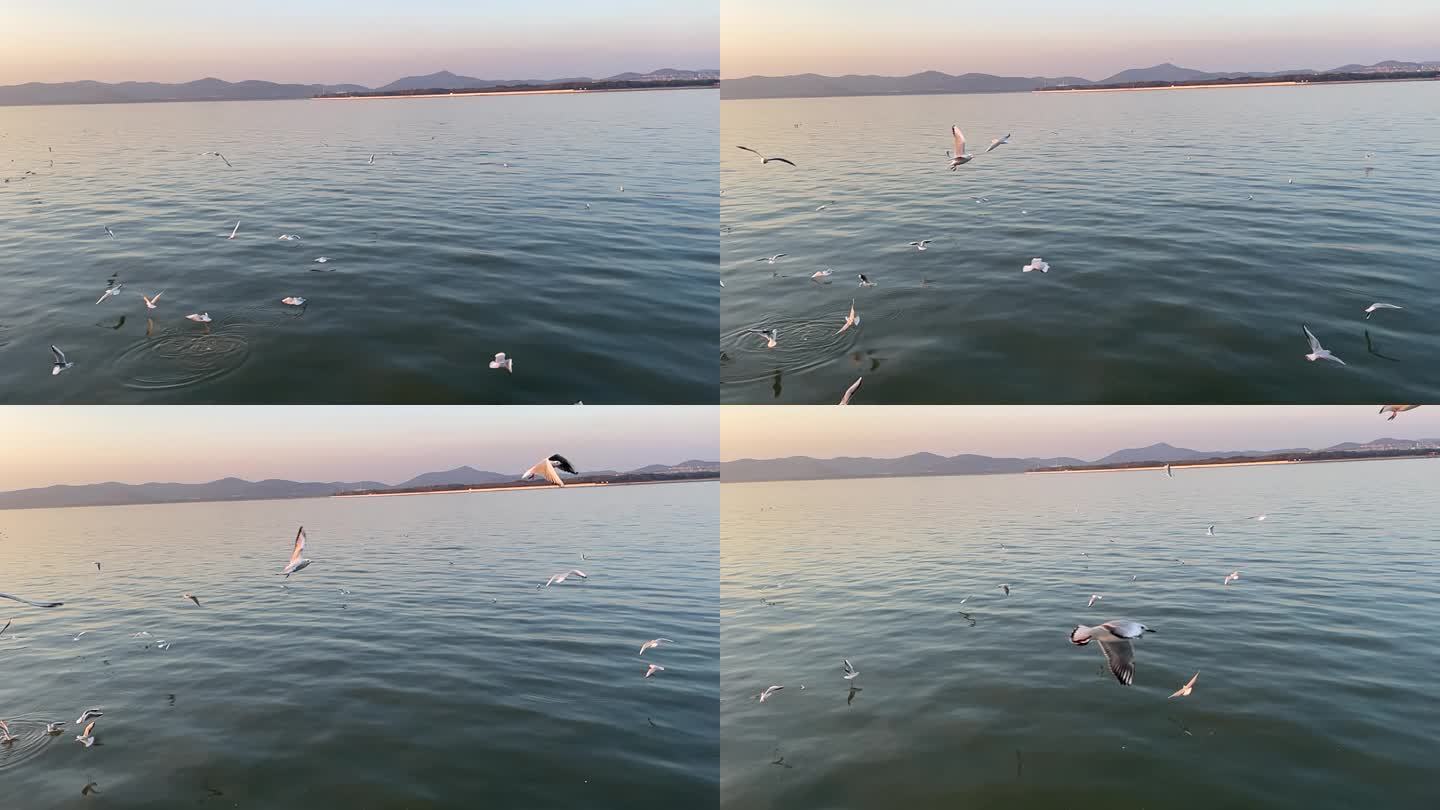 鼋头渚海鸥
