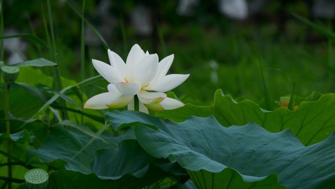 荷花 白莲花 莲花 白荷花