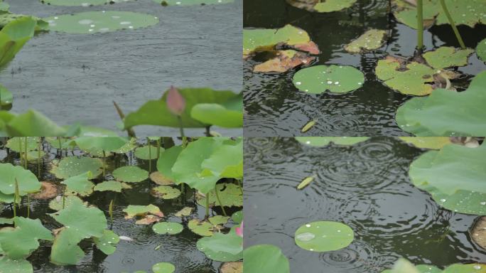 荷叶滴水雨中荷花