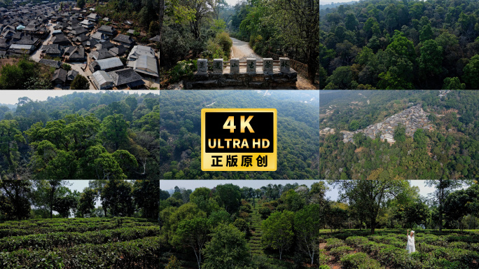 4K云南景迈翁基糯干村落景迈古茶林普洱茶