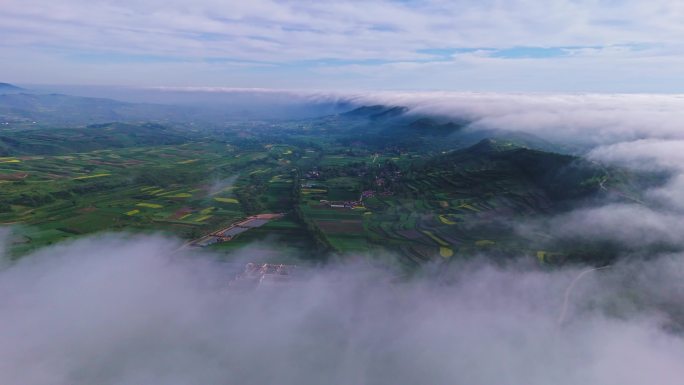 当归中药材万亩种植基地