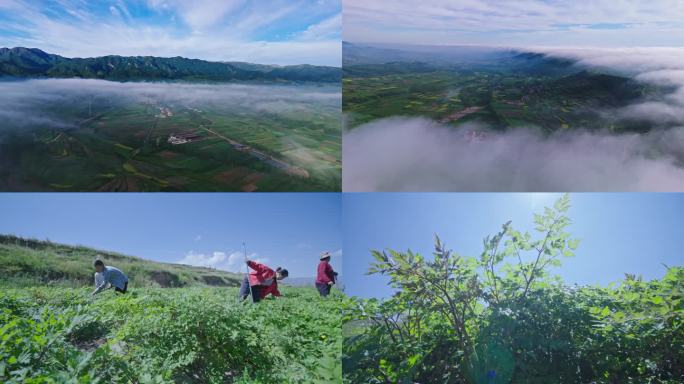 当归中药材万亩种植基地
