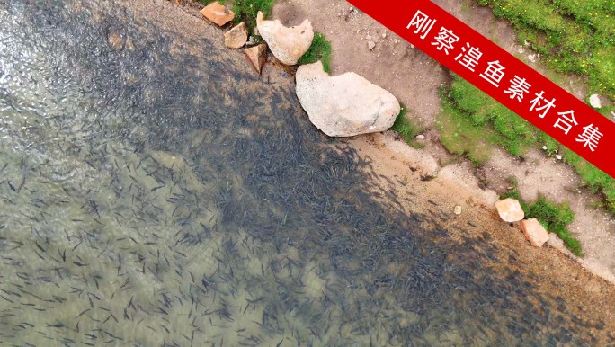 4k湟鱼回游素材合集