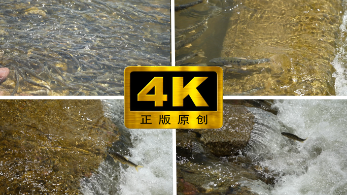 4k湟鱼回游素材合集
