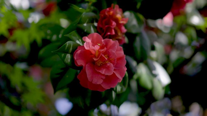 4K灰片山茶花树丛中花朵盛开