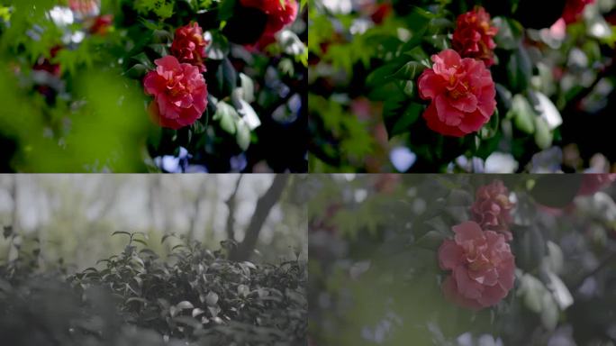 4K灰片山茶花树丛中花朵盛开