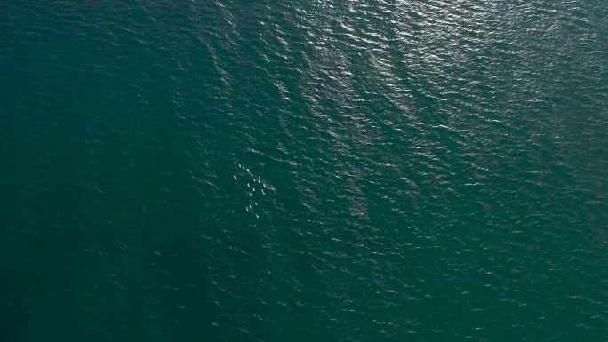 海上飞鸟航拍
