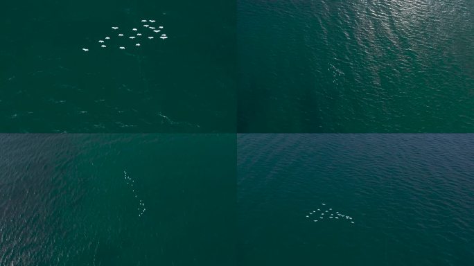 海上飞鸟航拍