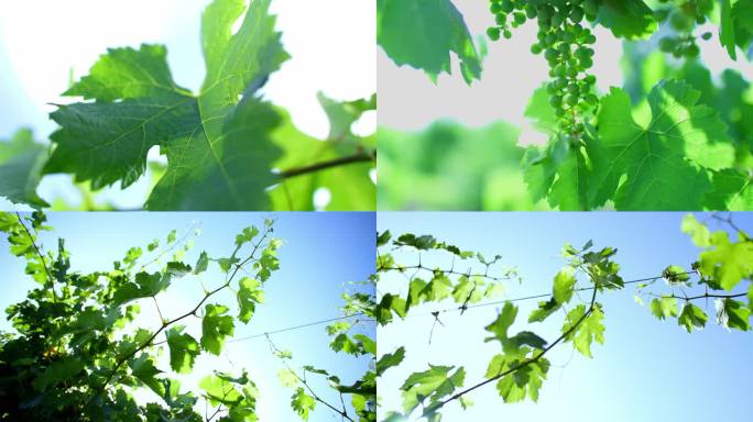 阳光逆光夏季葡萄树葡萄种植葡萄生长