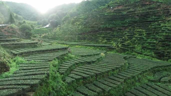 茶山梯田茶园茶山