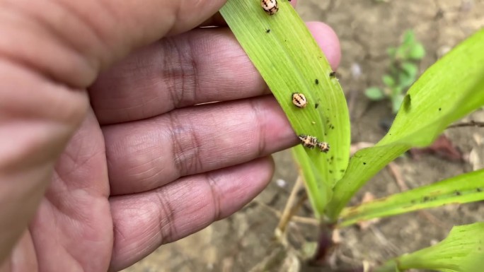 之字形瓢虫的生命周期。石竹甲虫