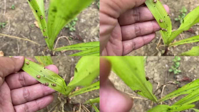 之字形瓢虫的生命周期。石竹甲虫