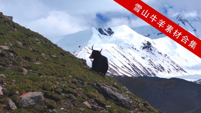 草原雪山牦牛藏羊马素材合集