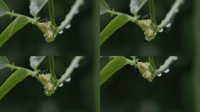 夏雨，蚂蚁爬行藤曼，升格特写