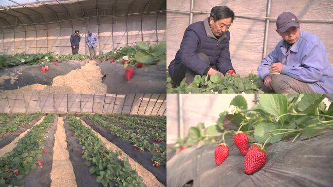 草莓 农业专家技术指导