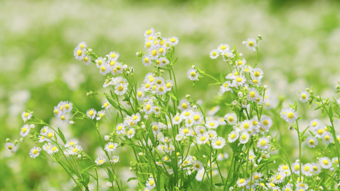 春天野花小菊花