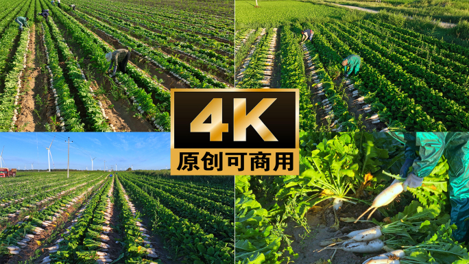 萝卜丰收 白萝卜 乡村振兴