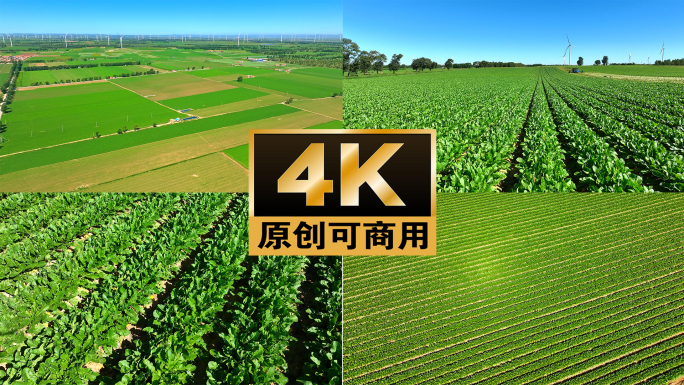 萝卜地 白萝卜 乡村振兴
