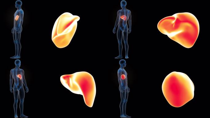 人体内部消化器官肝脏解剖动画概念
