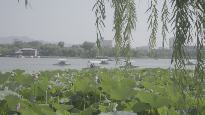 济南大明湖荷花