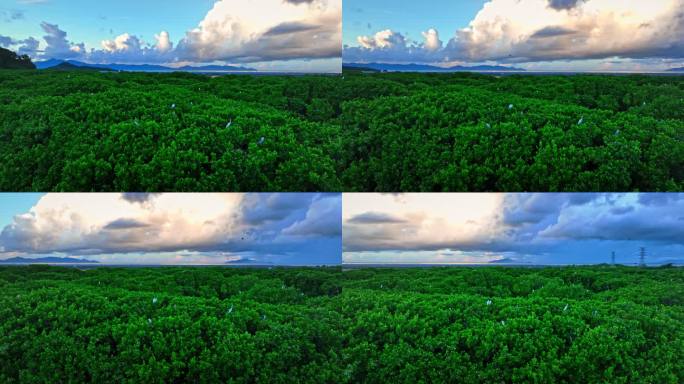 广东红树林湿地 海边红树林候鸟栖息地航拍