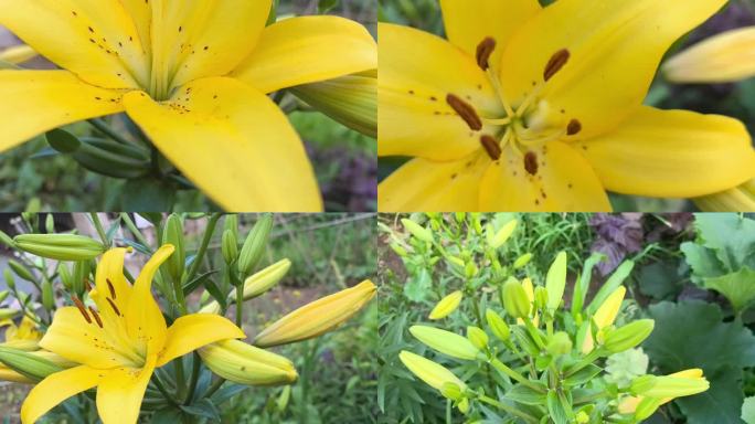 百合花