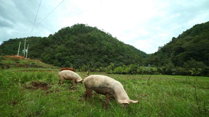 生态放养山土猪高山畜牧业原生态养殖