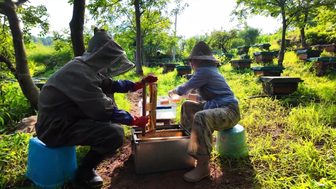 蜜蜂养殖养蜂人取蜂蜜蜂巢蜂蜜