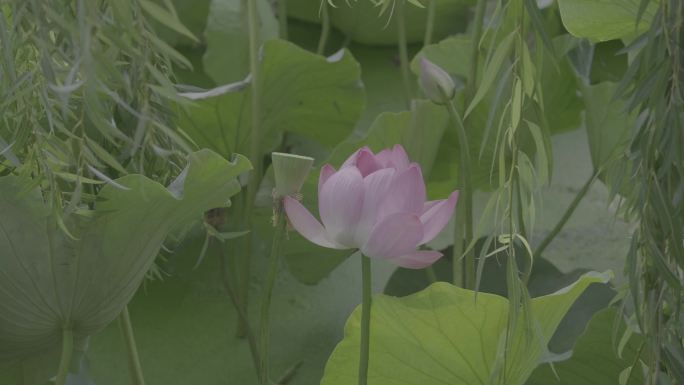 荷花荷池公园空镜