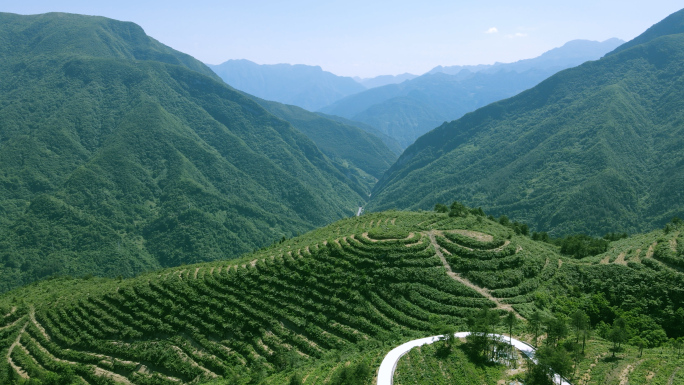 高山茶园茶山茶叶生产加工制茶工艺绿茶红茶