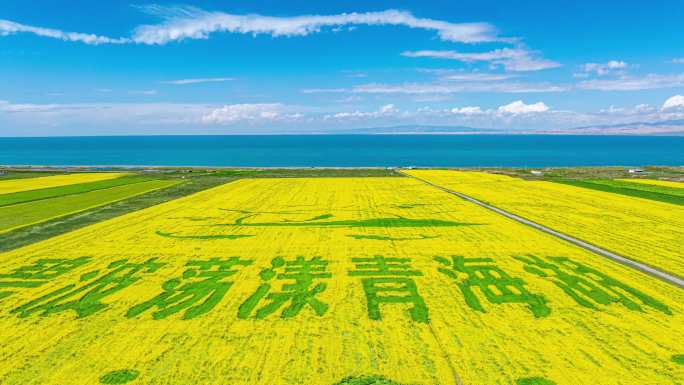 青海湖油菜花 绿波荡漾青海湖延时