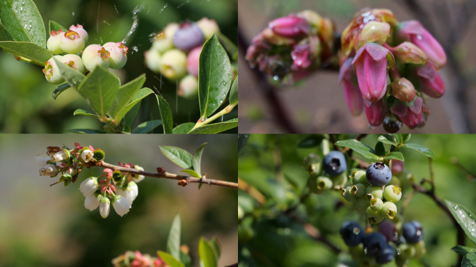 蓝莓 蓝莓花 雨中蓝莓