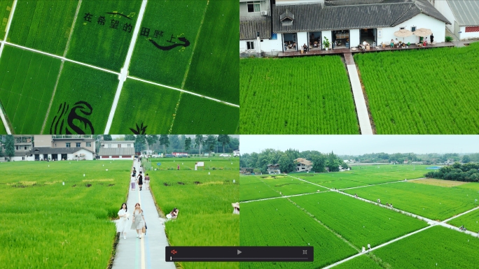 成都温江和林村稻田合集