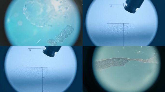 显微镜变焦 微观世界  观察细胞 微生物