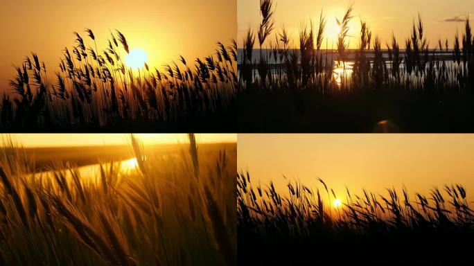 夕阳芦苇随风飘荡悲伤