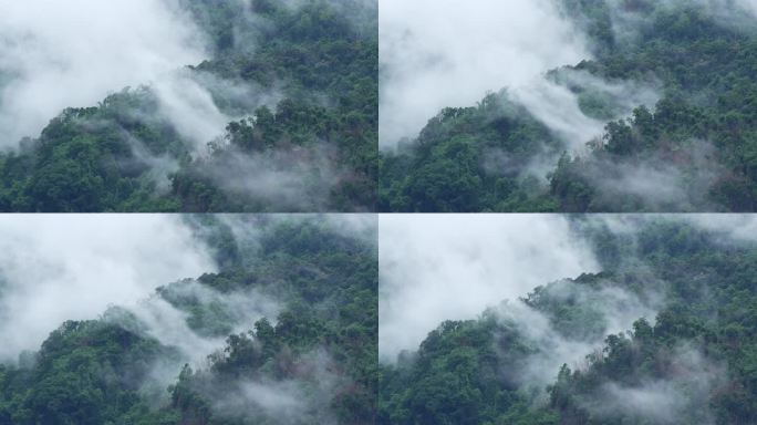 云雾缭绕的热带雨林