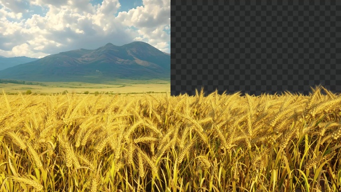 带透明通道4K麦穗