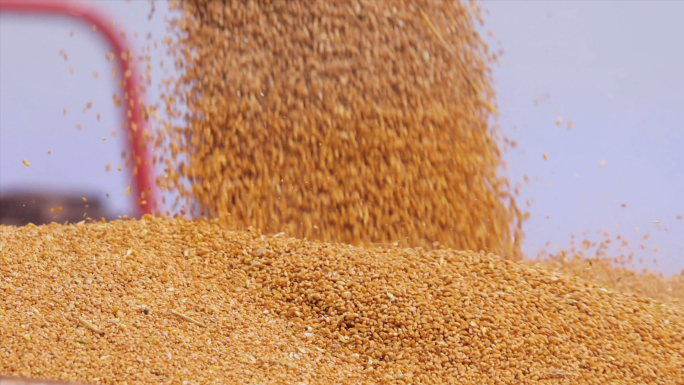 小麦 种植收割丰收农业粮食