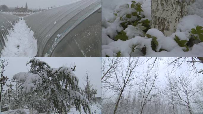 冬季雪景 田野 树木 农作物 大棚积雪