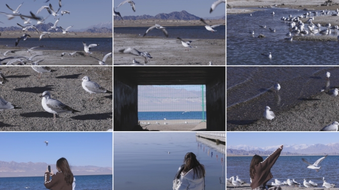 青海柴旦湖海鸥