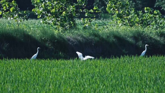 4K夏天稻田嬉戏飞舞的白鹭
