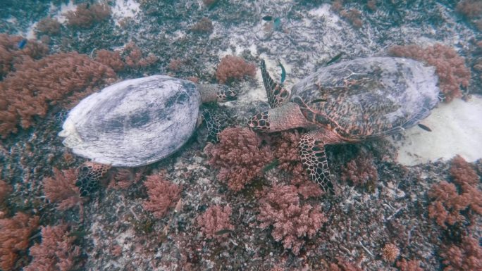 野生动物海龟在珊瑚水域游泳。美丽的玳瑁海龟在户外海洋国家公园。在Coast Sun Clear查看C