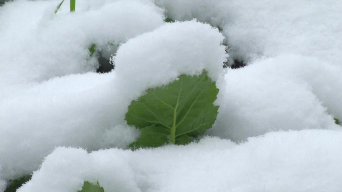 冬季雪景 田野 稻茬 油菜 清理大棚积雪