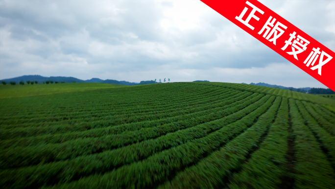 航拍茶园航拍茶山 中国茶海——穿越机
