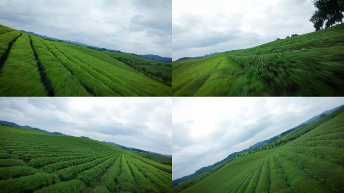 航拍茶园航拍茶山 中国茶海——穿越机