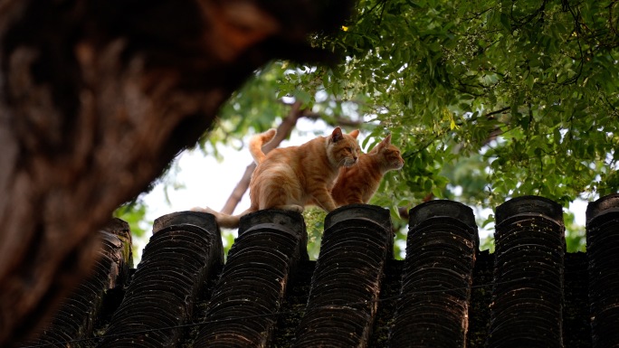 猫 房顶上的猫 北京四合院 两只猫