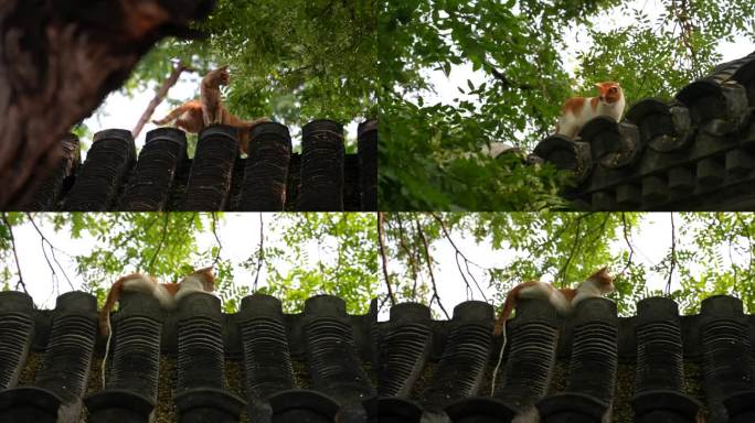 猫 房顶上的猫 北京四合院 两只猫