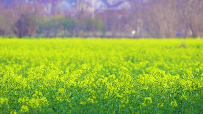 【原创】高清实拍油菜花