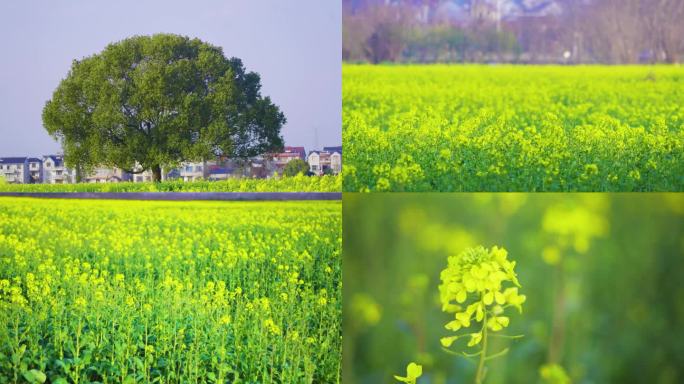 【原创】高清实拍油菜花