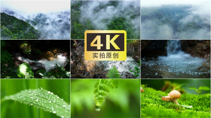 大自然  山水  植物 原始森林